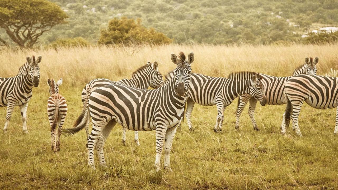 Nkomazi Game Reserve By Newmark Badplaas Extérieur photo
