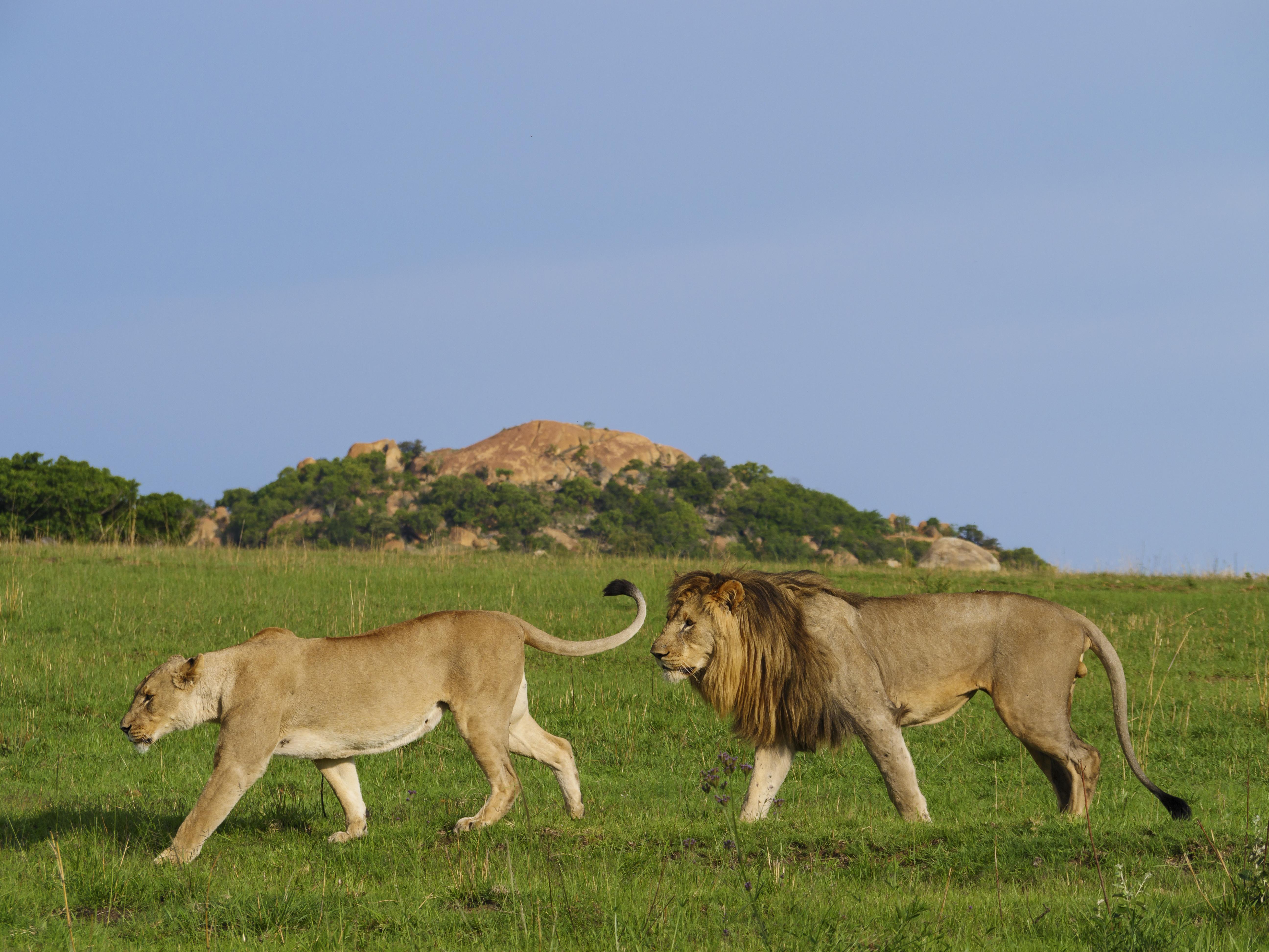 Nkomazi Game Reserve By Newmark Badplaas Extérieur photo