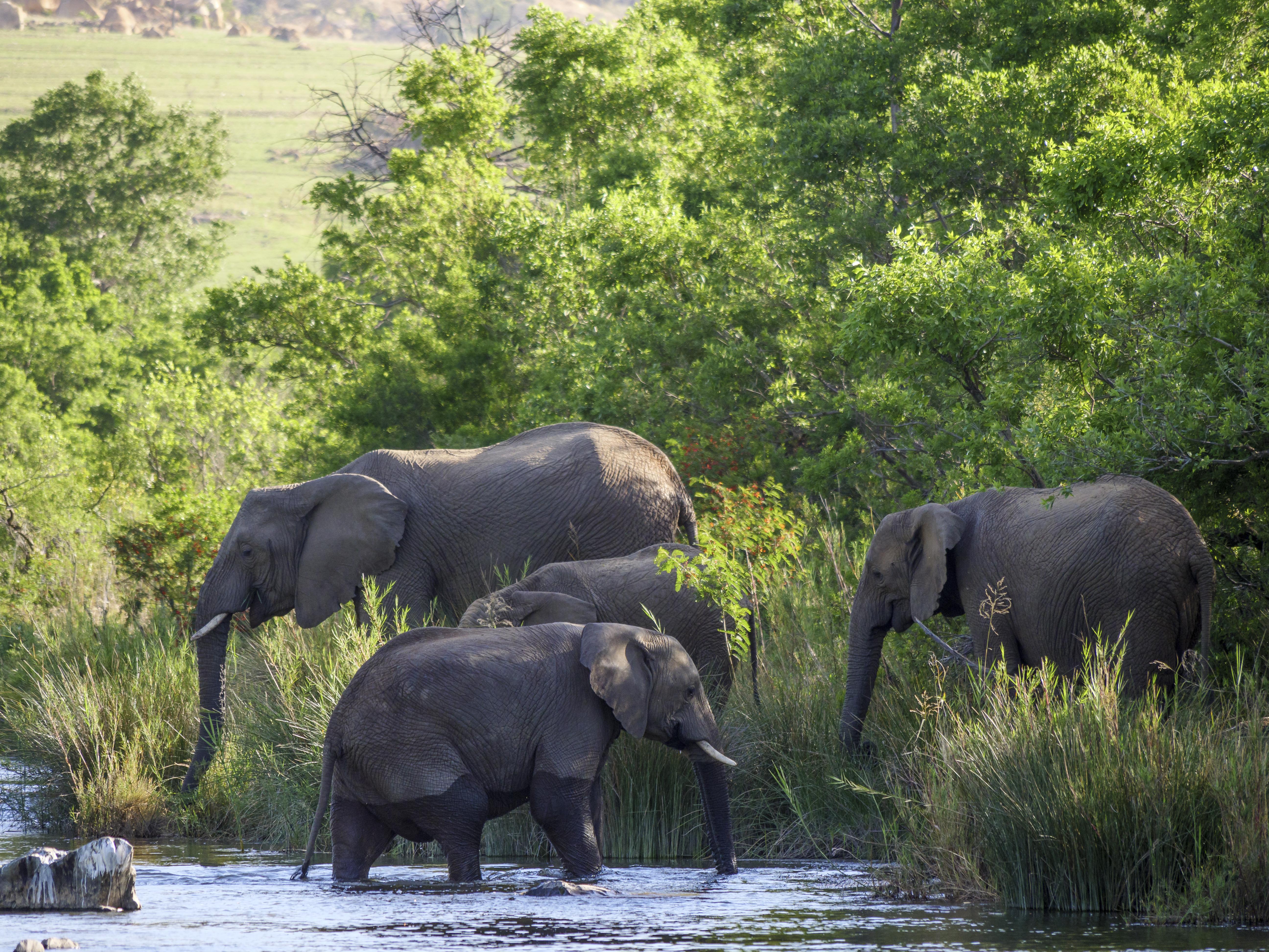 Nkomazi Game Reserve By Newmark Badplaas Extérieur photo