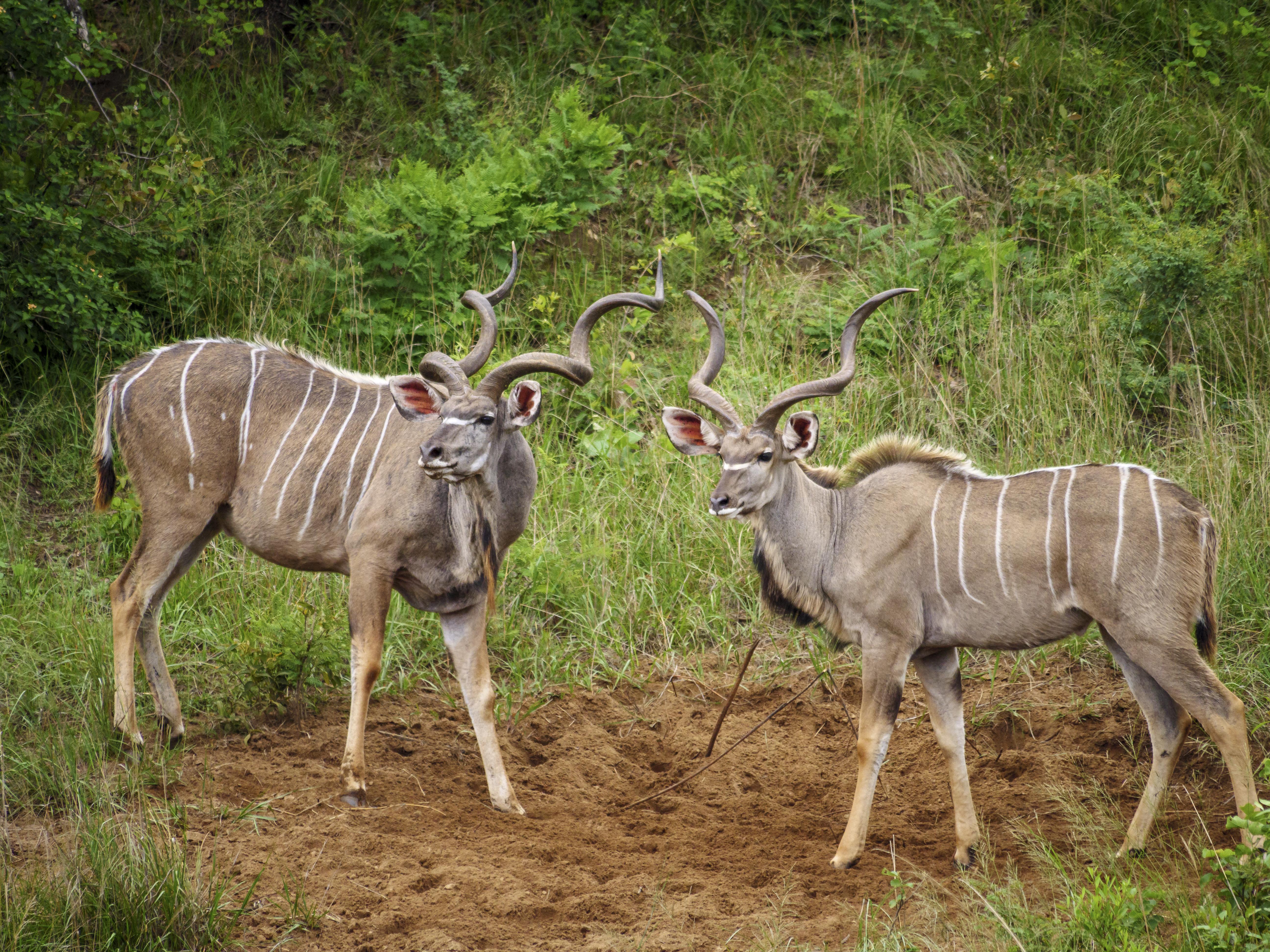 Nkomazi Game Reserve By Newmark Badplaas Extérieur photo